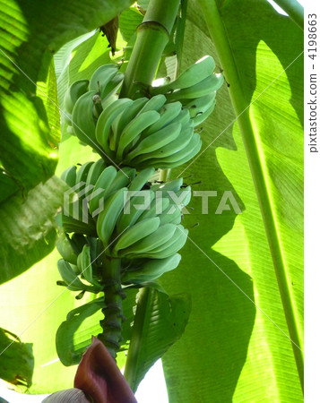 香蕉 水果 有力 4198663