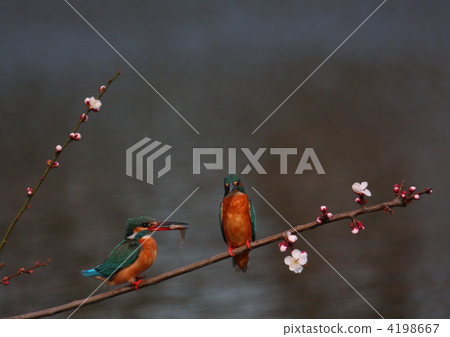 2 kingfishers 4198667