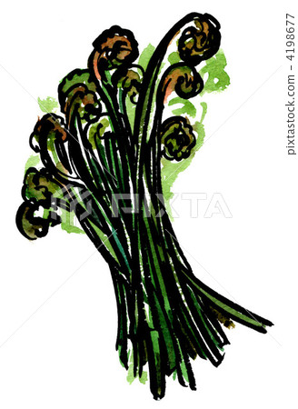 warabi, edible wild plants, vegetables 4198677