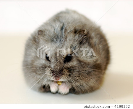 Munching hamster Munching hamster 4199332