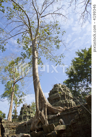 Ta Pro rume trees 4199346