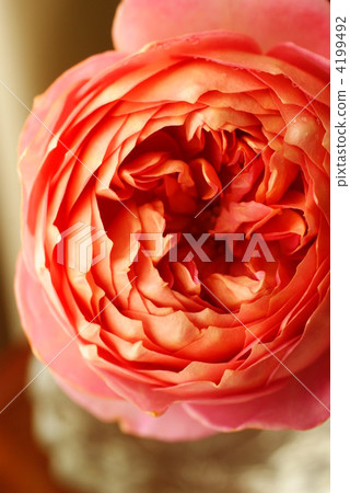 English Rose English Rose 4199492