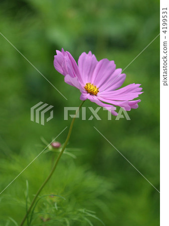 大波斯菊 生駒高原 單瓣花 4199531