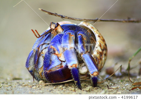 寄生蟹 陆寄居蟹 出租房屋