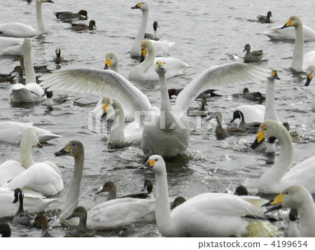 swan, swans, waterfront 4199654