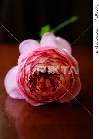 English Rose 4199679