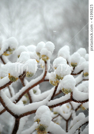 春天來了，Mitsumata t snow 4199825