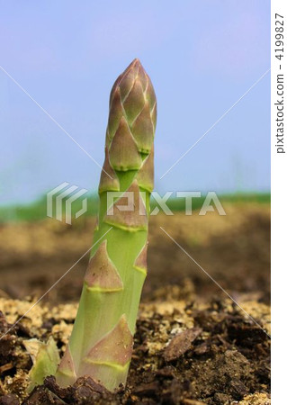 Asparagus growing from the earth 4199827