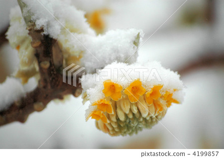 Spring has come, Mitsumata and snow 4199857