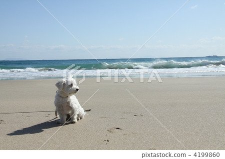 走在沙灘上 走在沙灘上 4199860