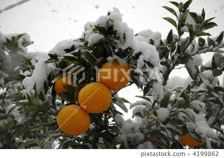 夏季橘子和雪蓋 夏季橘子和雪蓋 4199862