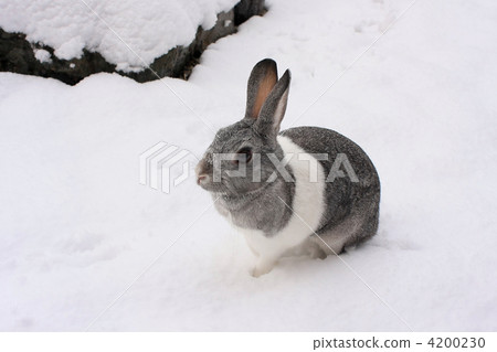 A snow rabbit 4200230