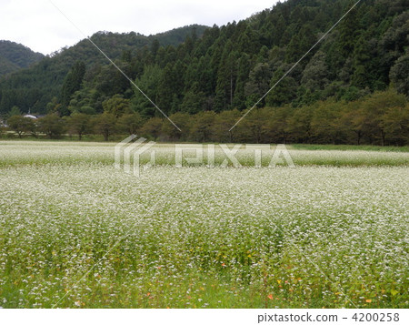 田園 田園風景 蕎麥種 4200258