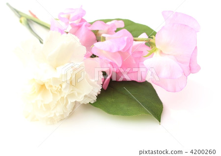 粉紅色的Sweetpea和白色康乃馨 4200260