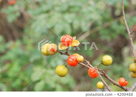 Caterpillar fruit Caterpillar fruit 4200488