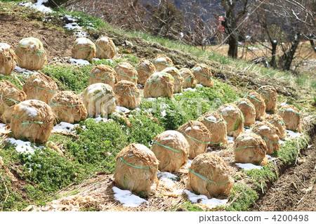 大白菜田 大白菜田 4200498