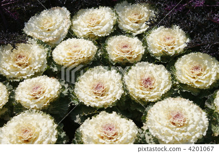 羽衣甘藍 京都植物園 油菜花 4201067