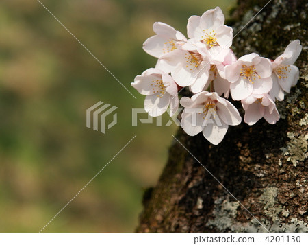 torso bloom, cherry blossom, cherry tree 4201130