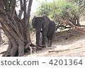 大象 贊比西河 贊比亞 4201364
