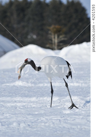 Feeding cranes 4201593