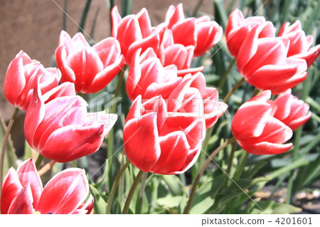 鬱金香 植物 植物學 4201601