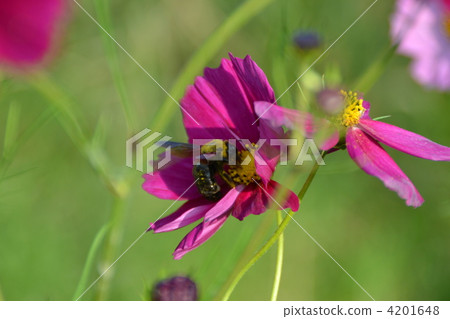 Cosmos and bees 4201648