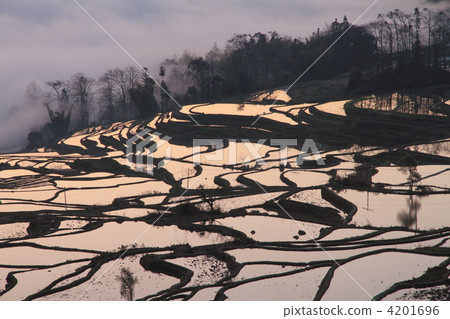 世界上最大的雲南元陽哈尼水稻梯田 4201696