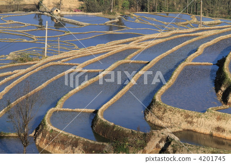 World's largest Yunnan Yuanyang Hani rice terrace 4201745