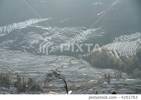 World's largest Yunnan Yuanyang Hani rice terrace 4201763