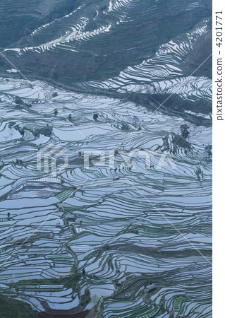 World's largest Yunnan Yuanyang Hani rice terrace 4201771