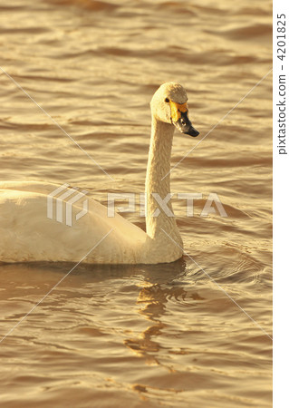 小天鵝 日落 夕陽 4201825