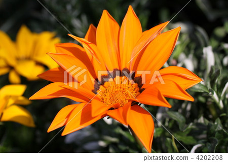 雜色菊花 4202208