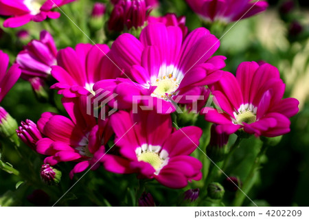 瑪格麗特花 瑪格麗特花 4202209