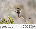 The squirrel bird (female) 4202309