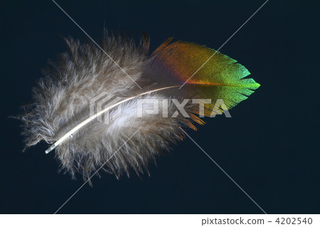 Velvet feathers 4202540