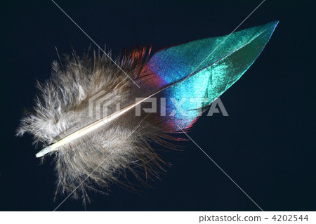 天鵝絨羽毛 4202544