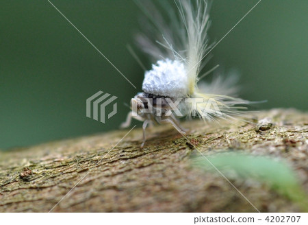 Bekko Hagoromo的幼蟲 Bekko Hagoromo的幼蟲 4202707