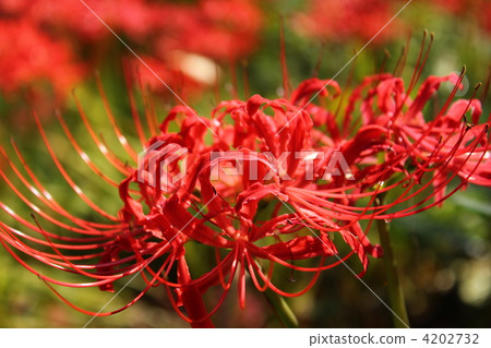A cluster amaryllis of Hidakushiji 4202732