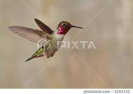 Hummingbird Hummingbird 4203132