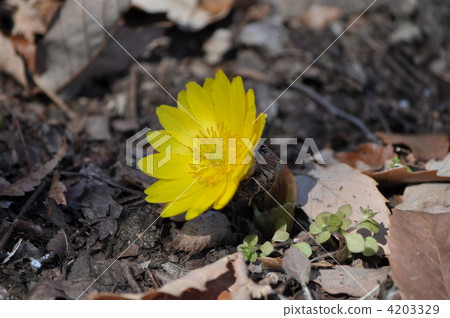 Adonis ramosa 4203329