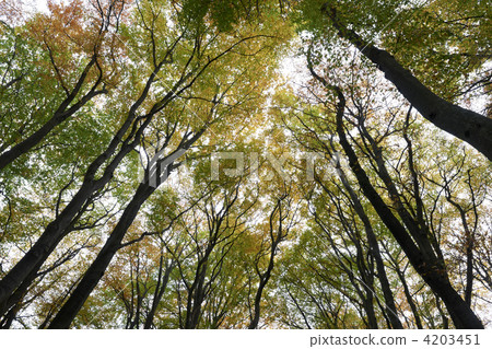 trees 4203451