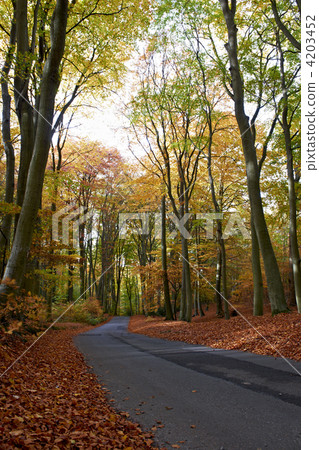 Autumn Autumn 4203452