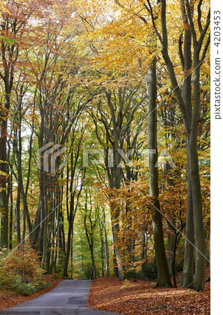 Autumn 4203453