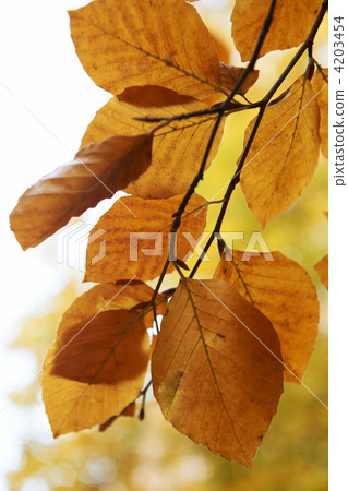 Autumn leaves 4203454