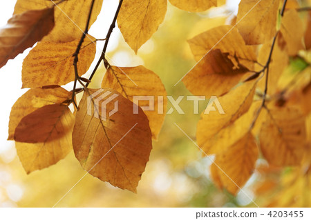 Autumn leaves Autumn leaves 4203455