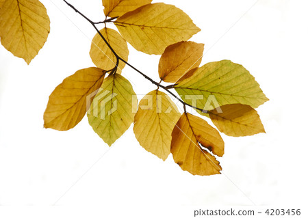 Autumn leaves Autumn leaves 4203456