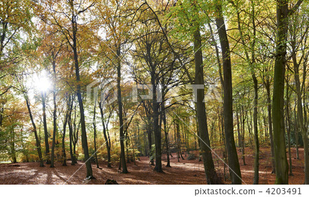 Autumn Autumn 4203491