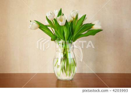 soft white tulips 4203993