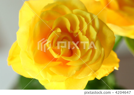 Yellow rose 4204647