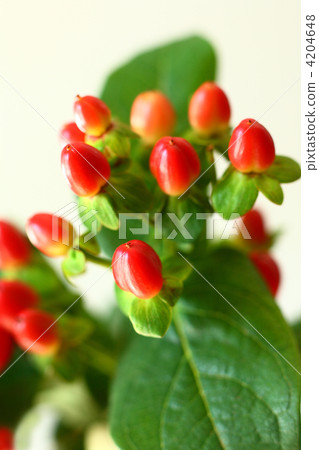 Red fruit 4204648